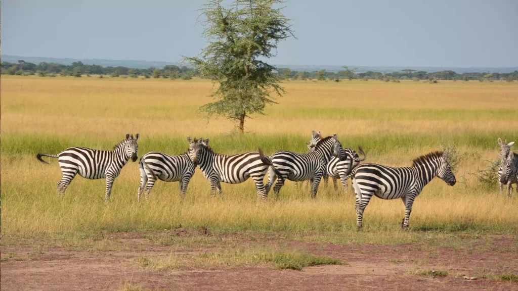 serengeti_tanzania